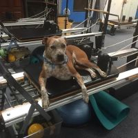 Pilates Institute of Scottsdale offering Gyrotonic Method ico