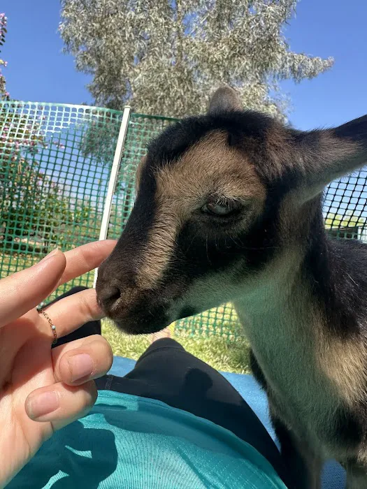 Baby Goat Yoga @ Mesquite Meadows Picture 2