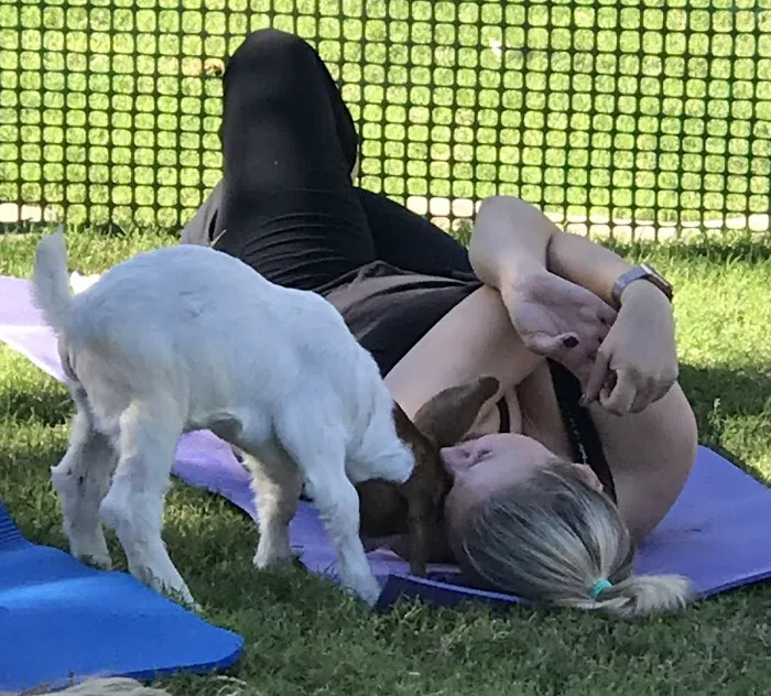 Baby Goat Yoga @ Mesquite Meadows Picture 1