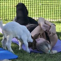 Baby Goat Yoga @ Mesquite Meadows ico