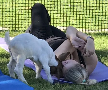 Baby Goat Yoga @ Mesquite Meadows