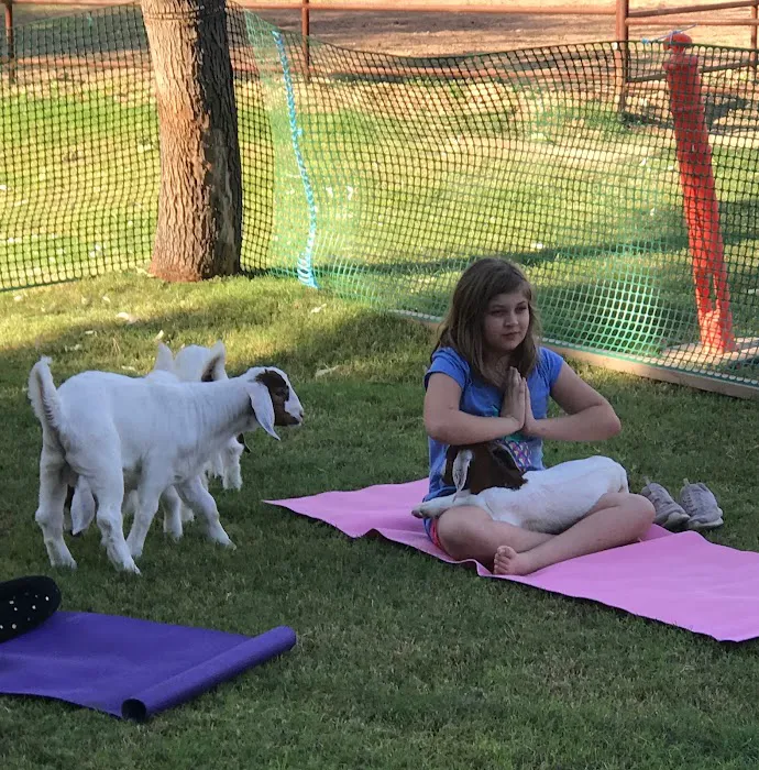 Baby Goat Yoga @ Mesquite Meadows Picture 3