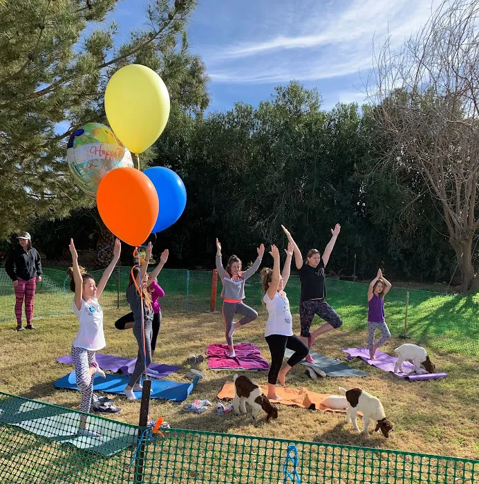 Baby Goat Yoga @ Mesquite Meadows Picture 4