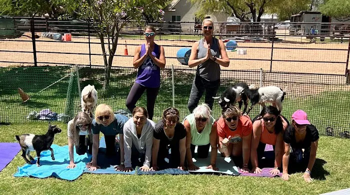 Baby Goat Yoga @ Mesquite Meadows Picture 6