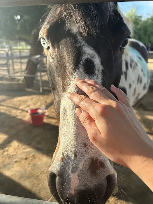 Baby Goat Yoga @ Mesquite Meadows Picture 7