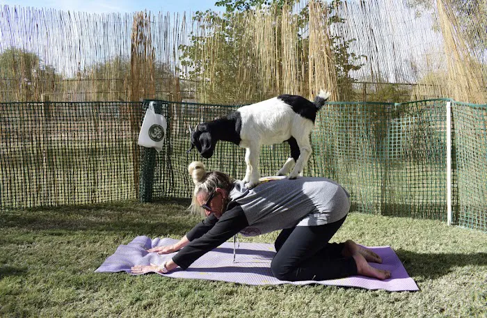 Baby Goat Yoga @ Mesquite Meadows Picture 8