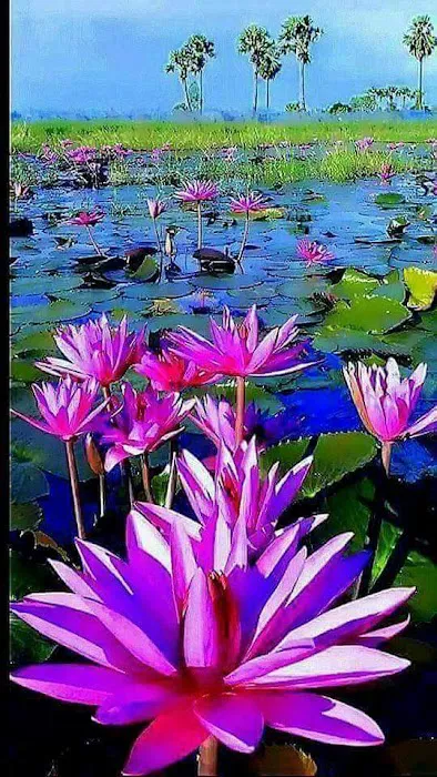 Sumits Yoga Chandler Picture 2