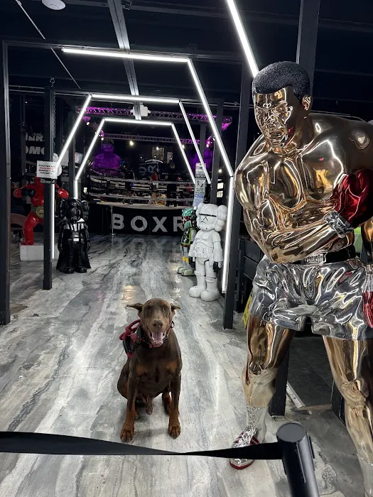 BOXR GYM Picture 7