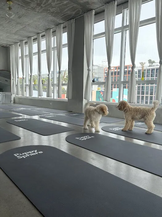 Puppy Sphere | Puppy Yoga (Miami) Picture 3