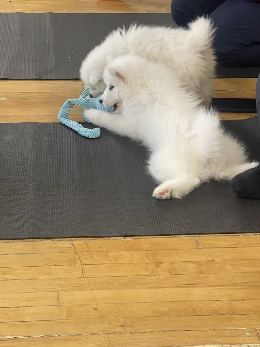 Puppy Sphere | Puppy Yoga (Miami) Picture 2