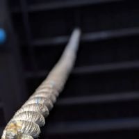 Prodigy Fitness ico