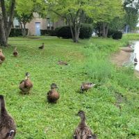 The Shannon Center ico