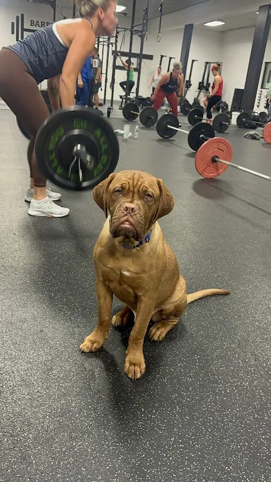 Barbell Fitness Club Picture 7