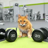 Mr Fitness Equipment Repair ico