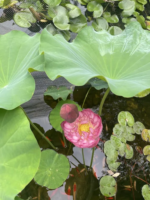 Red Lotus Healing Center Picture 2