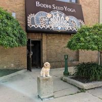 Bodhi Seed Yoga and Wellness Center ico