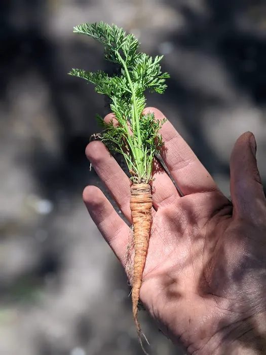 Healthy Hood Chicago Picture 5