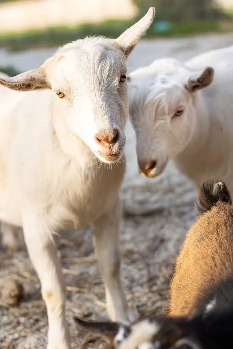 Yoga on my Farm Picture 1