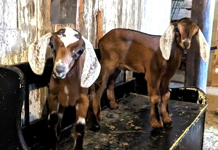 Yoga on my Farm Picture 3