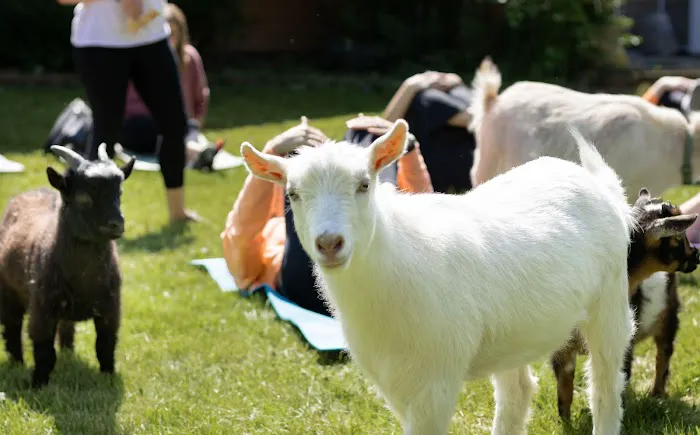 Yoga on my Farm Picture 5