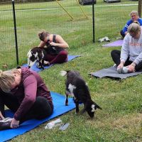 Original Goat Yoga - New Castle KY ico