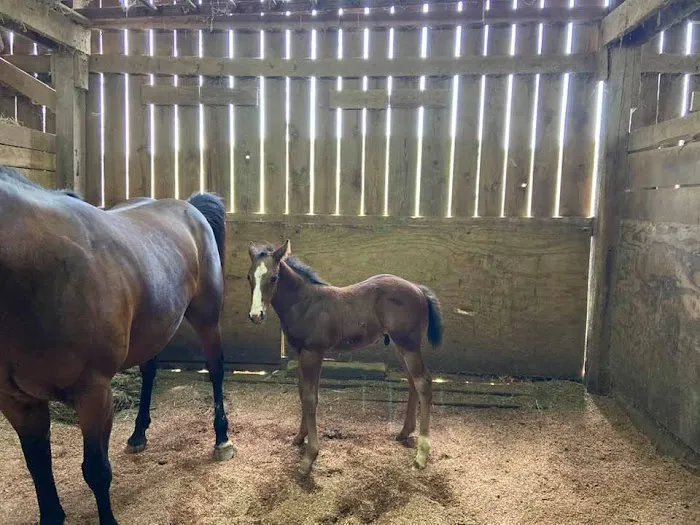 Original Goat Yoga - New Castle KY Picture 7