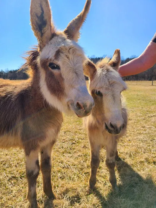 Original Goat Yoga - New Castle KY Picture 10