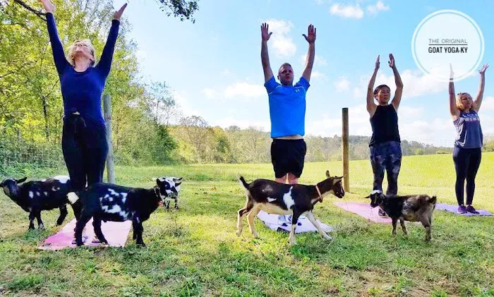Original Goat Yoga - New Castle KY Picture 5