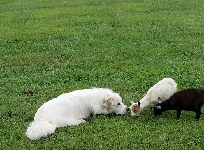 Original Goat Yoga - New Castle KY Picture 8