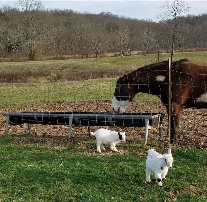 Original Goat Yoga - New Castle KY Picture 9