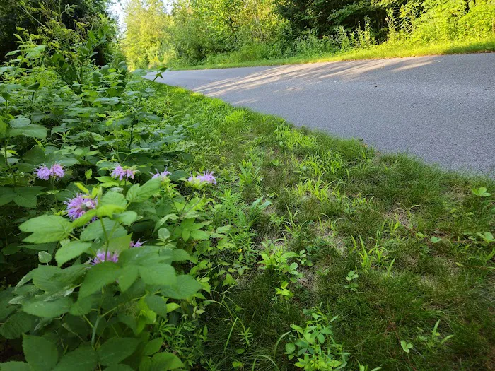 White Pine Trail Parking - Cadillac Picture 4
