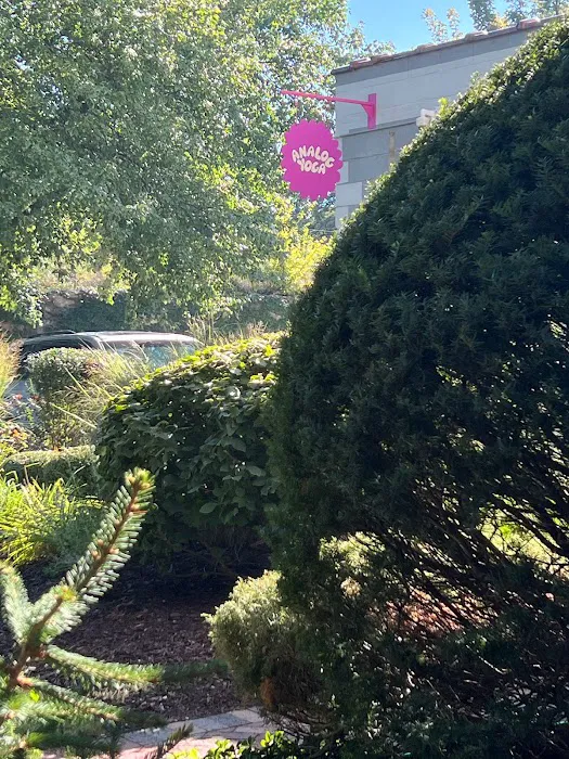 Analog Yoga Picture 2