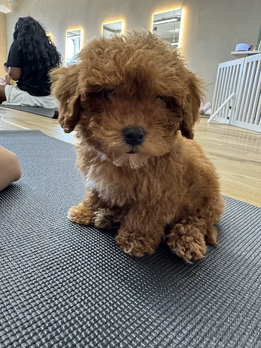 Puppy Sphere | Puppy Yoga (West Town) Picture 5