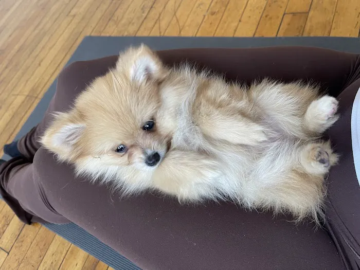 Puppy Sphere | Puppy Yoga (West Town) Picture 4