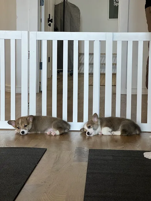 Puppy Sphere | Puppy Yoga (West Town) Picture 7