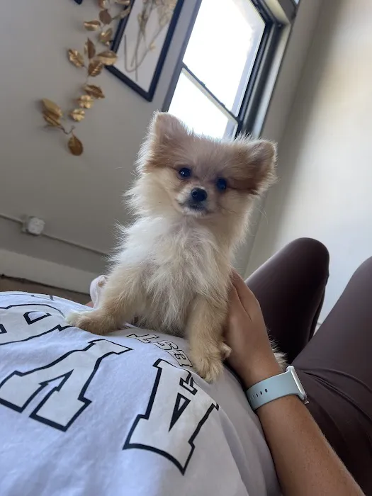 Puppy Sphere | Puppy Yoga (West Town) Picture 9