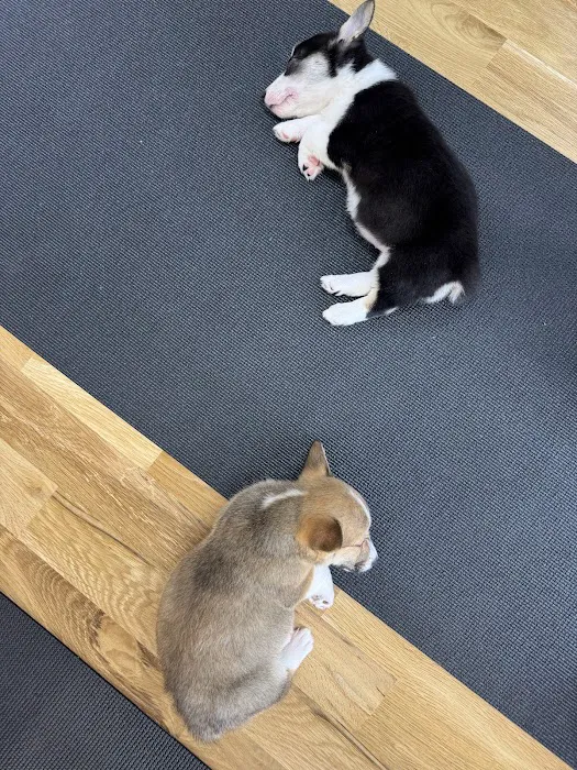 Puppy Sphere | Puppy Yoga (West Town) Picture 8