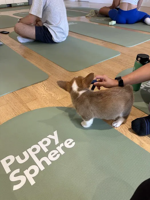 Puppy Sphere | Puppy Yoga (Logan Square) Picture 1