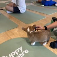 Puppy Sphere | Puppy Yoga (Logan Square) ico