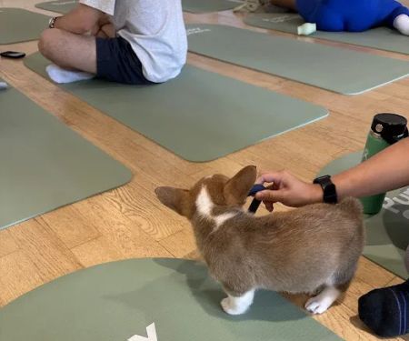 Puppy Sphere | Puppy Yoga (Logan Square)