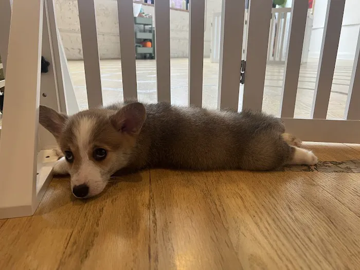 Puppy Sphere | Puppy Yoga (Logan Square) Picture 2