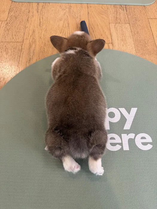 Puppy Sphere | Puppy Yoga (Logan Square) Picture 6
