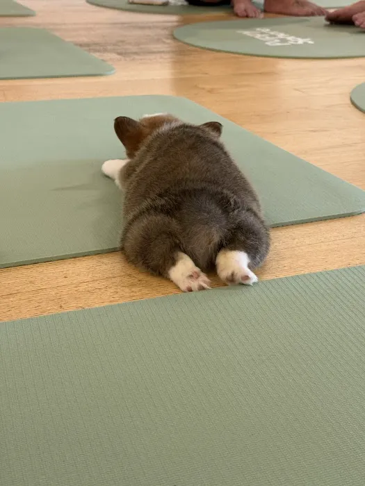 Puppy Sphere | Puppy Yoga (Logan Square) Picture 4