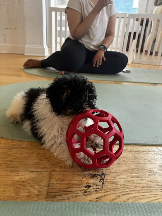 Puppy Sphere | Puppy Yoga (Logan Square) Picture 5