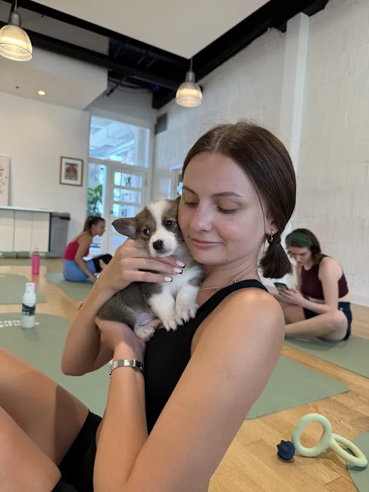 Puppy Sphere | Puppy Yoga (Logan Square) Picture 9