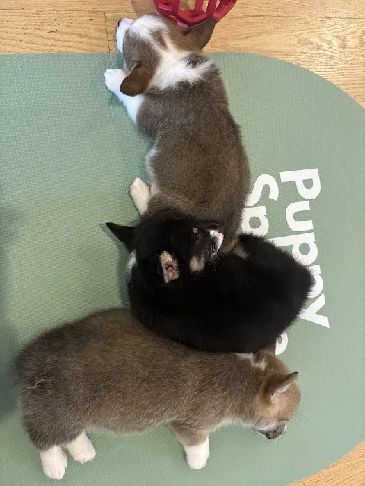 Puppy Sphere | Puppy Yoga (Logan Square) Picture 10
