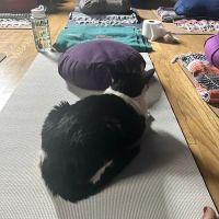 Illumine House of Yoga LLC ico