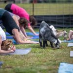 Homestead Yoga TC