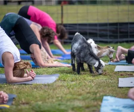 Homestead Yoga TC
