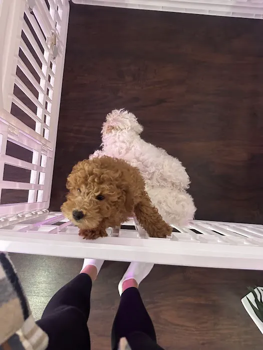 Puppy Yoga USA Picture 2